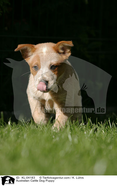 Australian Cattle Dog Puppy / KL-04183