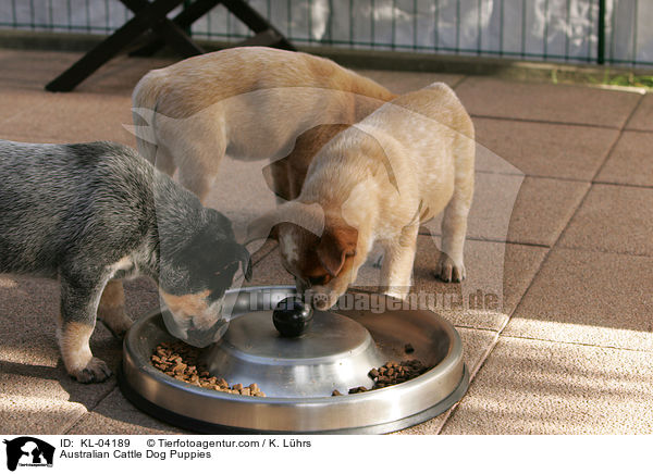 Australian Cattle Dog Welpen / Australian Cattle Dog Puppies / KL-04189