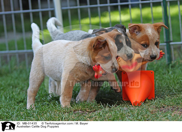 Australian Cattle Dog Welpen / Australian Cattle Dog Puppies / MB-01435