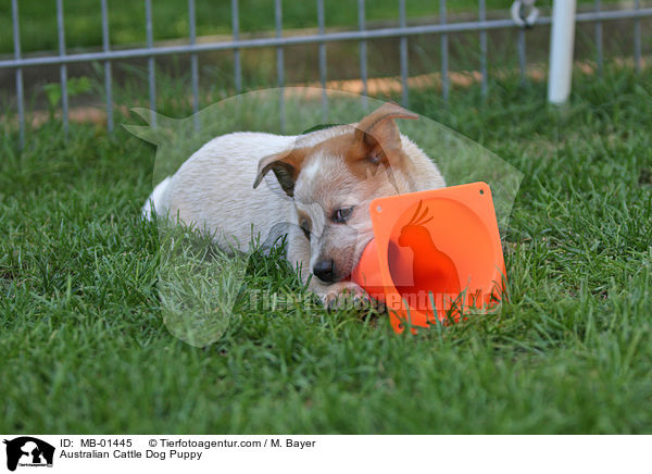 Australian Cattle Dog Welpe / Australian Cattle Dog Puppy / MB-01445