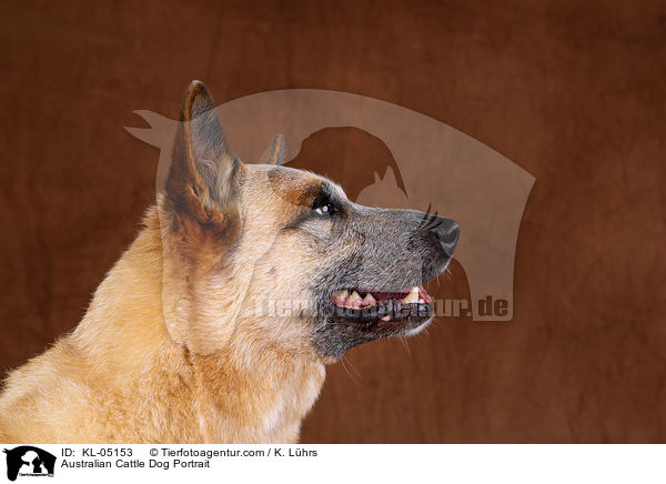 Australian Cattle Dog Portrait / Australian Cattle Dog Portrait / KL-05153