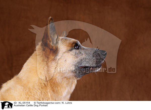 Australian Cattle Dog Portrait / Australian Cattle Dog Portrait / KL-05154