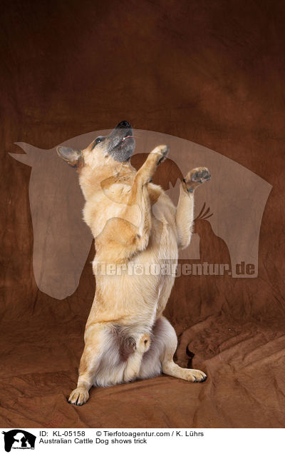 Australian Cattle Dog macht Mnnchen / Australian Cattle Dog shows trick / KL-05158