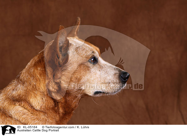 Australian Cattle Dog Portrait / Australian Cattle Dog Portrait / KL-05164