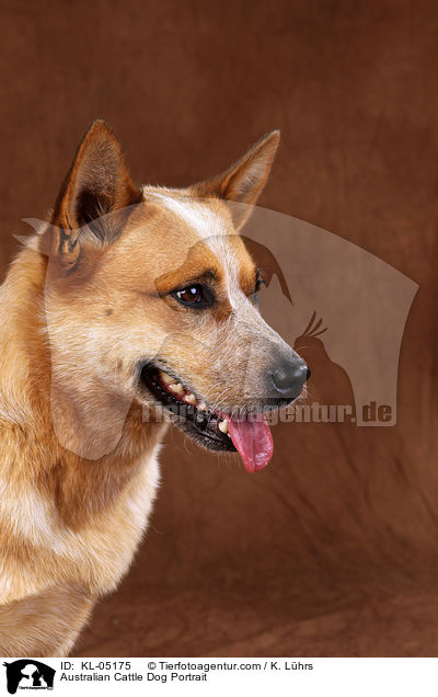 Australian Cattle Dog Portrait / Australian Cattle Dog Portrait / KL-05175