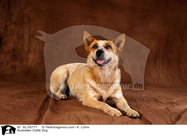 Australian Cattle Dog / Australian Cattle Dog / KL-05177