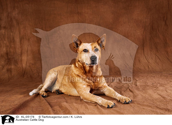 Australian Cattle Dog / Australian Cattle Dog / KL-05178