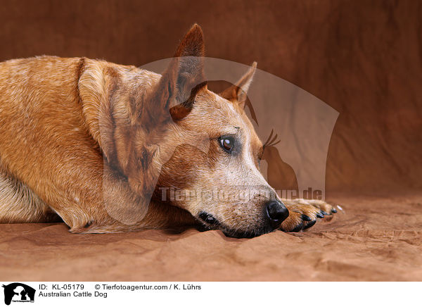 Australian Cattle Dog / Australian Cattle Dog / KL-05179