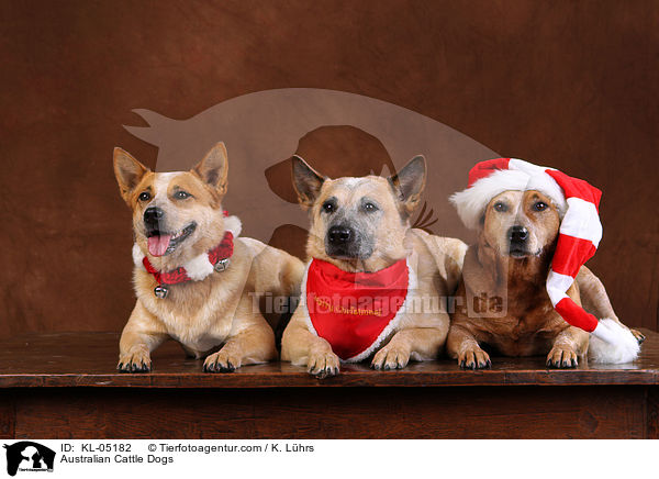 Australian Cattle Dogs / Australian Cattle Dogs / KL-05182