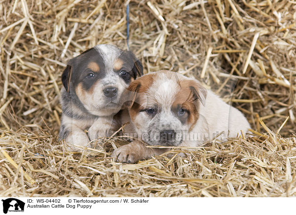 Australian Cattle Dog Puppy / WS-04402