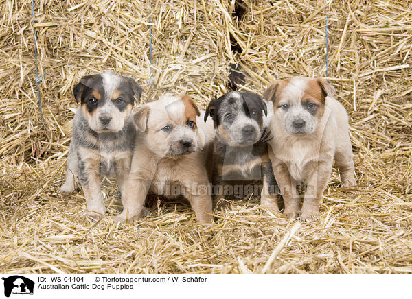 Australian Cattle Dog Puppies / WS-04404