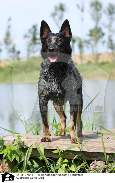 Australian Cattle Dog / Australian Cattle Dog / IF-07641