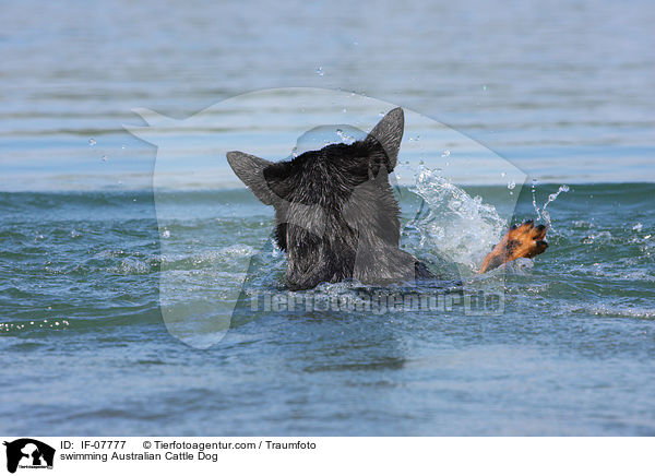 schwimmender Australian Cattle Dog / swimming Australian Cattle Dog / IF-07777