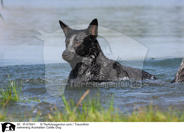 schwimmender Australian Cattle Dog / swimming Australian Cattle Dog / IF-07841