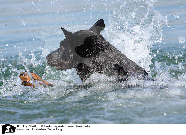 schwimmender Australian Cattle Dog / swimming Australian Cattle Dog / IF-07849
