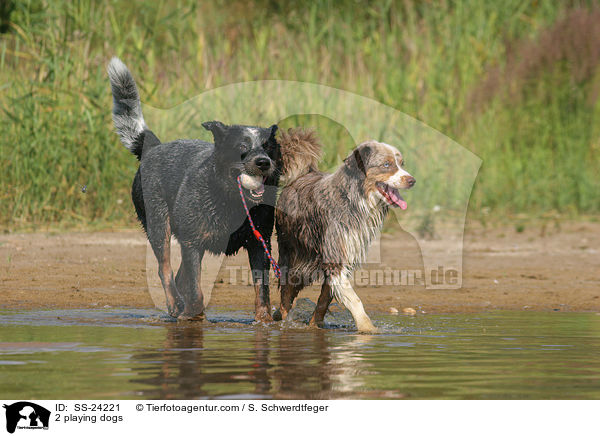 2 spielende Hunde / 2 playing dogs / SS-24221