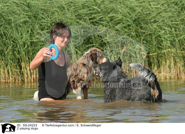 2 spielende Hunde / 2 playing dogs / SS-24223