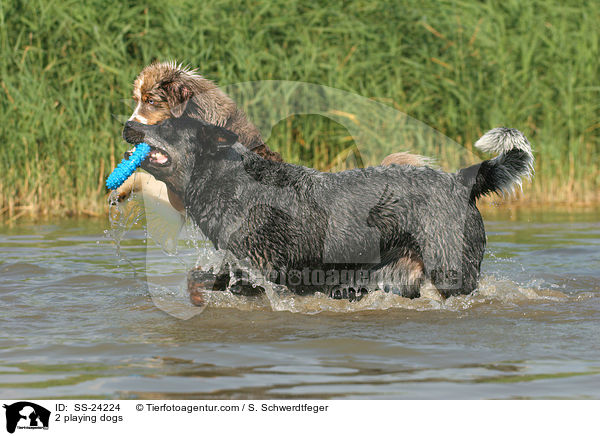 2 spielende Hunde / 2 playing dogs / SS-24224