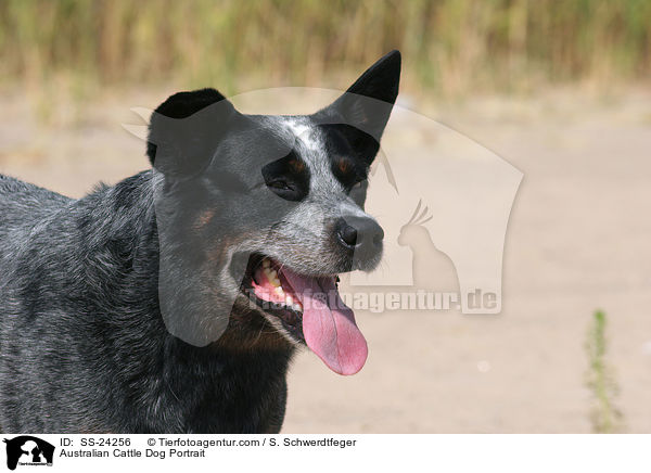 Australian Cattle Dog Portrait / Australian Cattle Dog Portrait / SS-24256
