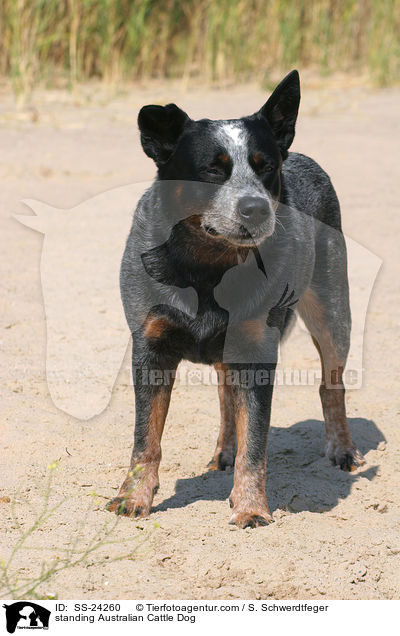 stehender Australian Cattle Dog / standing Australian Cattle Dog / SS-24260