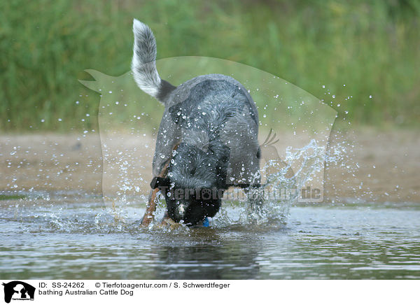 badender Australian Cattle Dog / bathing Australian Cattle Dog / SS-24262