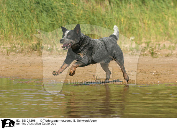 rennender Australian Cattle Dog / running Australian Cattle Dog / SS-24268