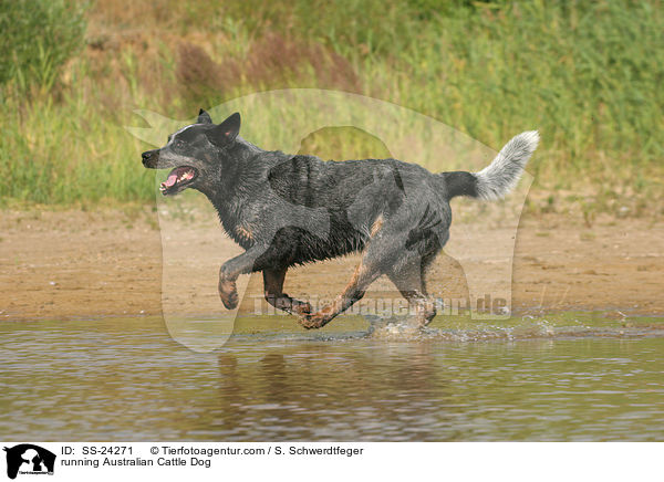 rennender Australian Cattle Dog / running Australian Cattle Dog / SS-24271