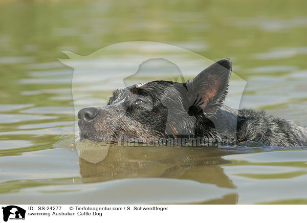 schwimmender Australian Cattle Dog / swimming Australian Cattle Dog / SS-24277