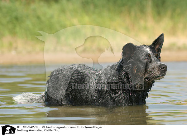 badender Australian Cattle Dog / bathing Australian Cattle Dog / SS-24278