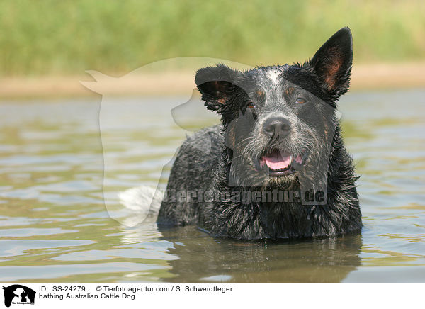 badender Australian Cattle Dog / bathing Australian Cattle Dog / SS-24279