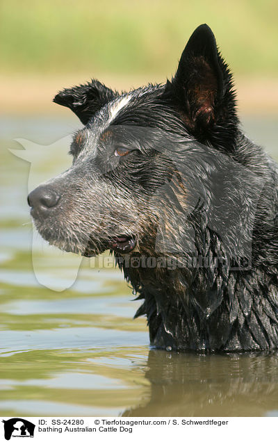 badender Australian Cattle Dog / bathing Australian Cattle Dog / SS-24280