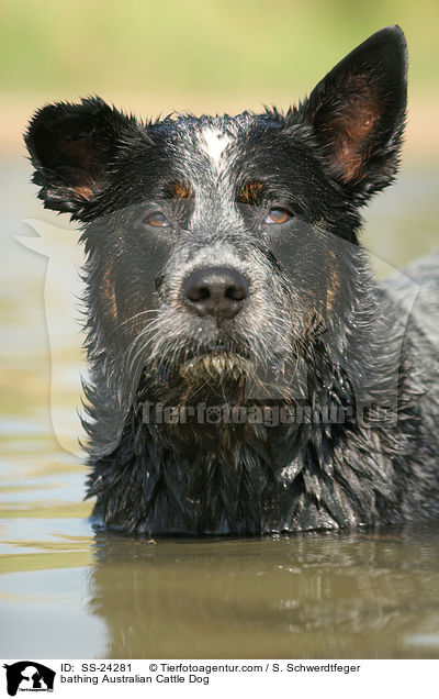 badender Australian Cattle Dog / bathing Australian Cattle Dog / SS-24281