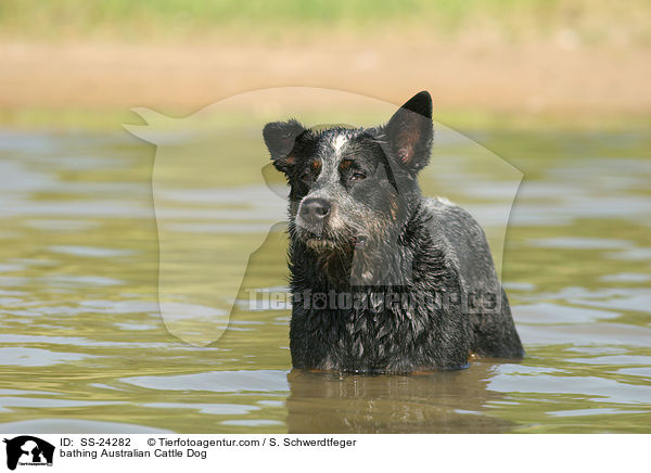 badender Australian Cattle Dog / bathing Australian Cattle Dog / SS-24282
