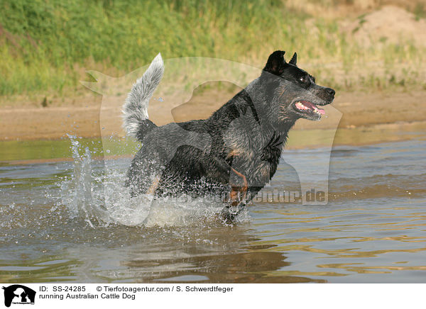 rennender Australian Cattle Dog / running Australian Cattle Dog / SS-24285