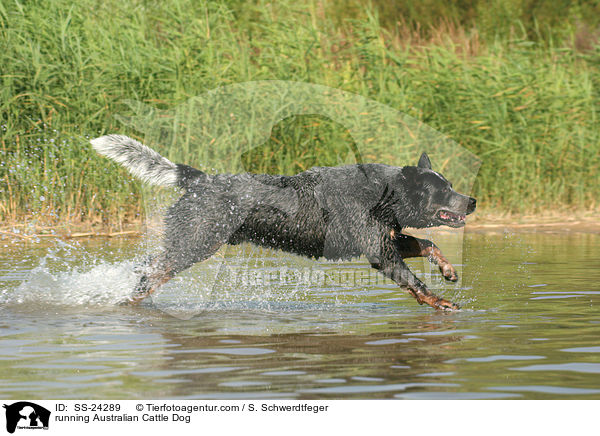 rennender Australian Cattle Dog / running Australian Cattle Dog / SS-24289