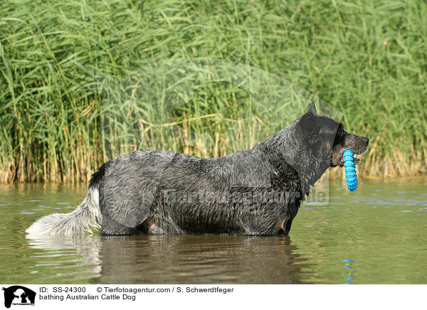 badender Australian Cattle Dog / bathing Australian Cattle Dog / SS-24300