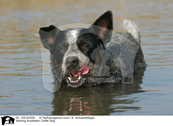 badender Australian Cattle Dog / bathing Australian Cattle Dog / SS-24308