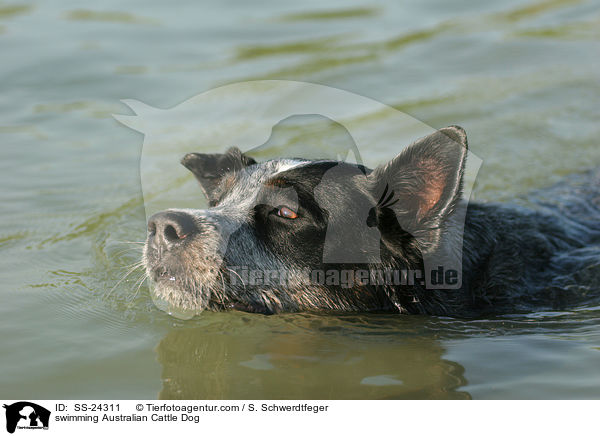 schwimmender Australian Cattle Dog / swimming Australian Cattle Dog / SS-24311