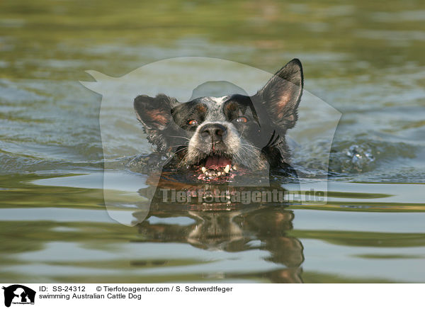 schwimmender Australian Cattle Dog / swimming Australian Cattle Dog / SS-24312