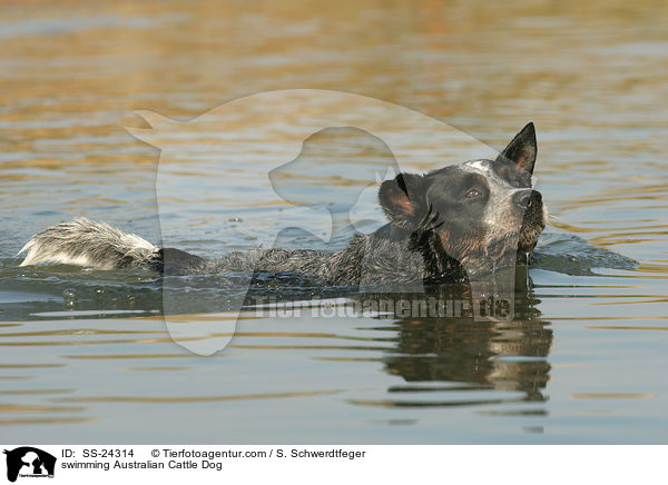 schwimmender Australian Cattle Dog / swimming Australian Cattle Dog / SS-24314
