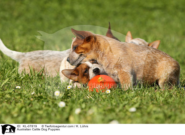 Australian Cattle Dog Welpen / Australian Cattle Dog Puppies / KL-07819