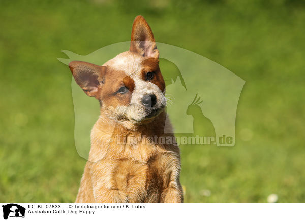 Australian Cattle Dog Welpe / Australian Cattle Dog Puppy / KL-07833