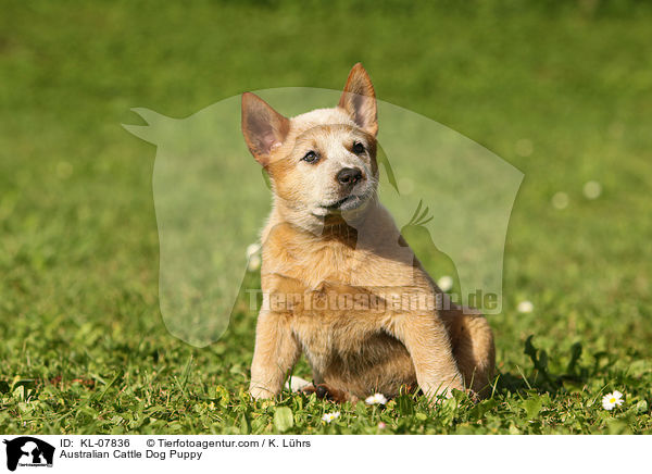 Australian Cattle Dog Welpe / Australian Cattle Dog Puppy / KL-07836