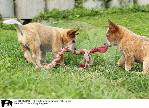 Australian Cattle Dog Welpen / Australian Cattle Dog Puppies / KL-07843