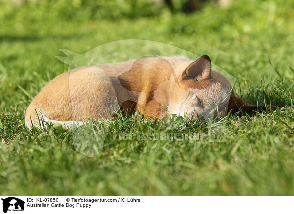 Australian Cattle Dog Welpe / Australian Cattle Dog Puppy / KL-07850