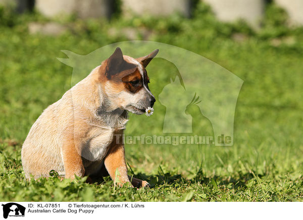 Australian Cattle Dog Welpe / Australian Cattle Dog Puppy / KL-07851