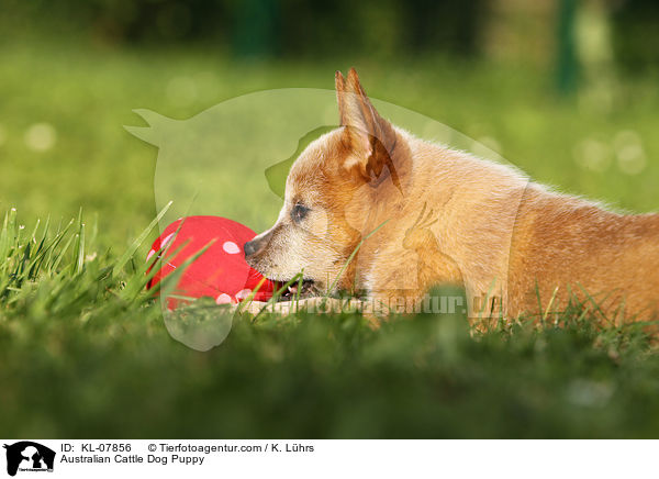 Australian Cattle Dog Welpe / Australian Cattle Dog Puppy / KL-07856