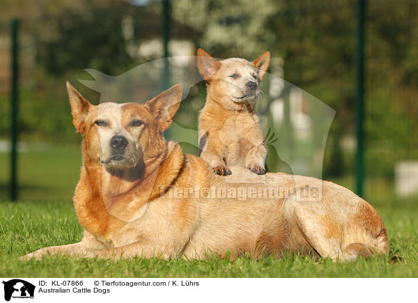 Australian Cattle Dogs / Australian Cattle Dogs / KL-07866