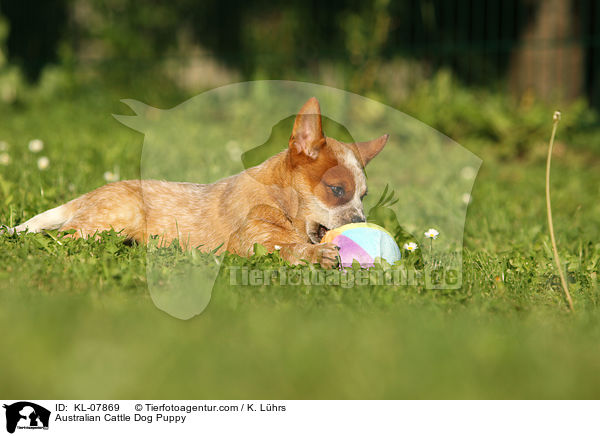 Australian Cattle Dog Welpe / Australian Cattle Dog Puppy / KL-07869