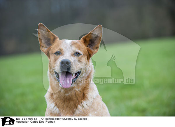 Australian Cattle Dog Portrait / Australian Cattle Dog Portrait / SST-09713